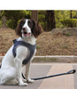 Hundegeschirr aus Polyester – Verstellbar & Bequem