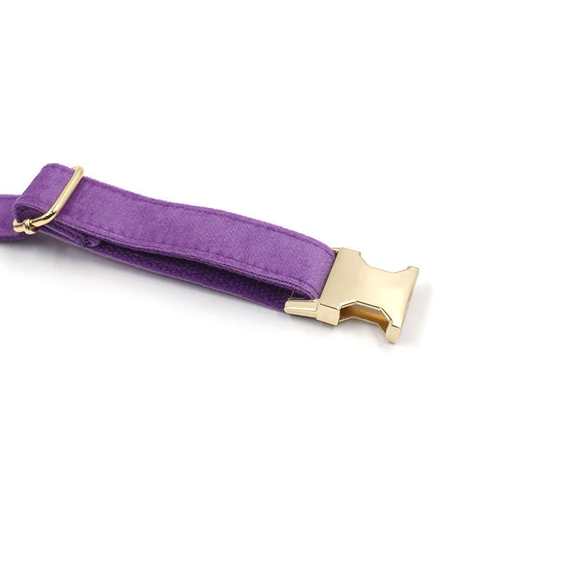 Samt-Hundehalsband in Tiefviolett mit Goldschließe