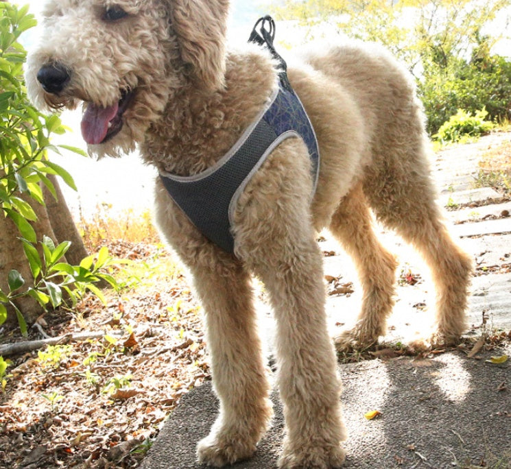 Hundegeschirr aus Polyester – Verstellbar & Bequem